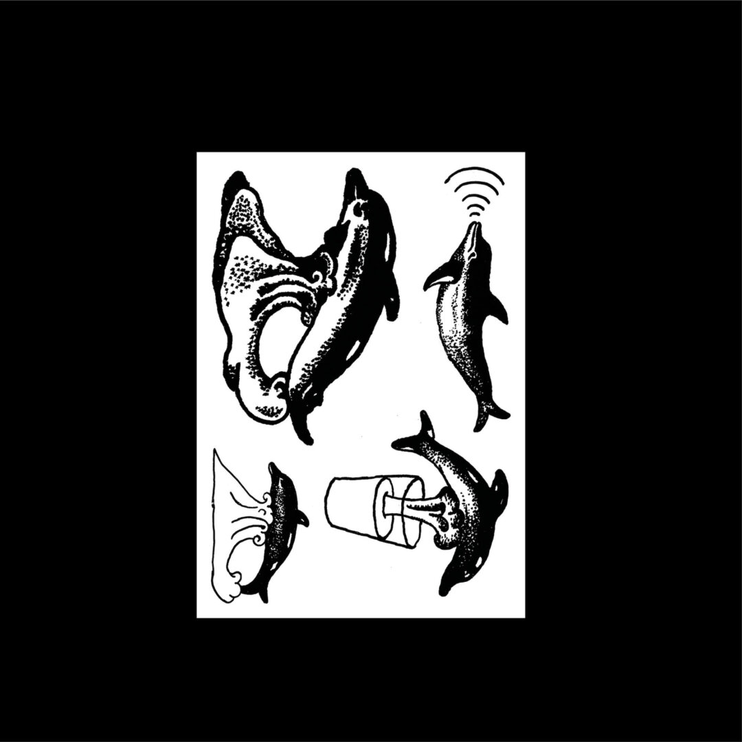 Janosch Feiertag — Dolphins