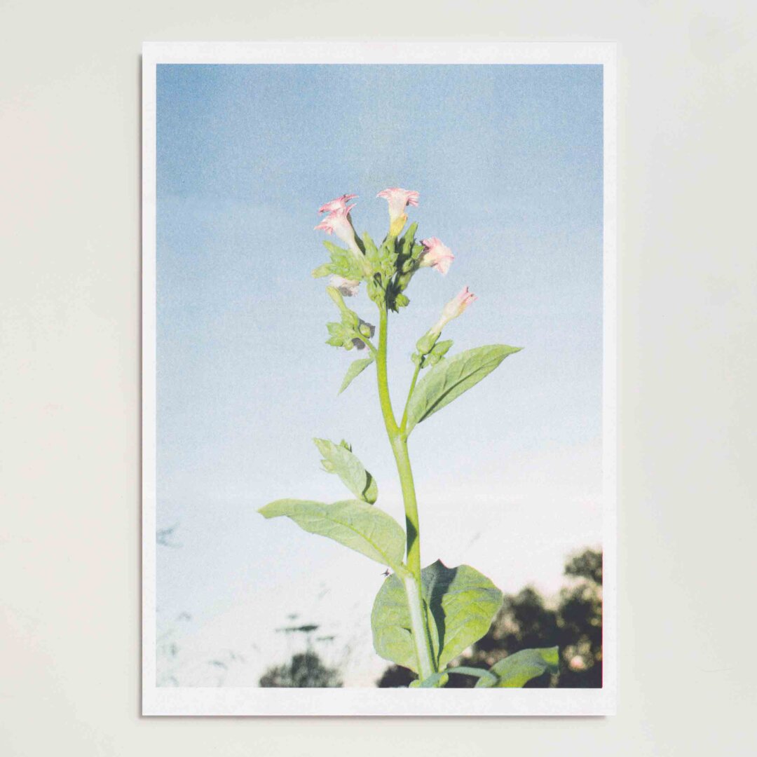 Kathrin Spirk — Tabak